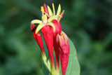 spigelia